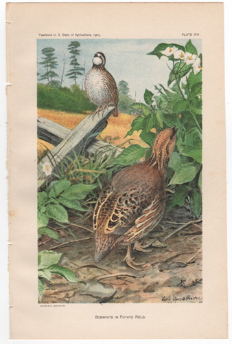 Bobwhite in Potato Field